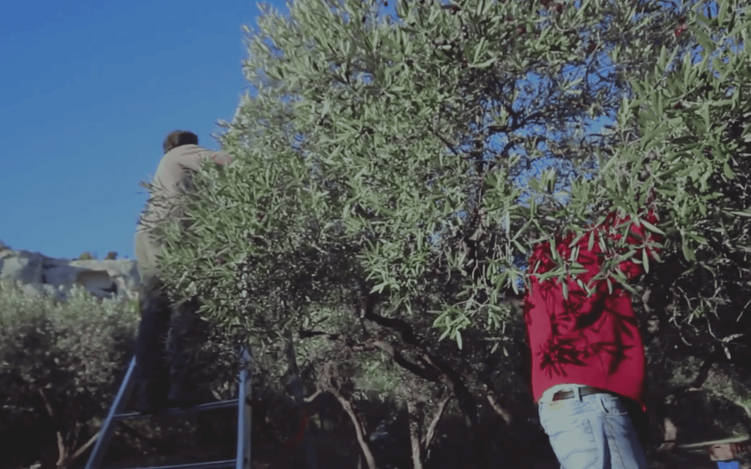 Among the Olive Trees